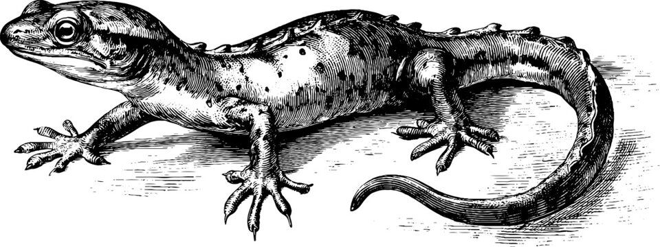 Vintage hand drawn illustration of newt with slender body for nature design