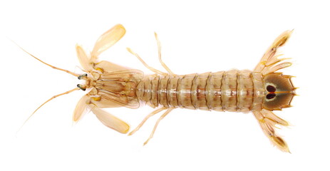 Mantis Shrimp, Stomatopoda, isolated on white background, top view