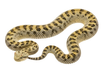 Obraz premium A detailed close-up view of a venomous snake, exhibiting intricate patterns and textures, against a stark black backdrop.