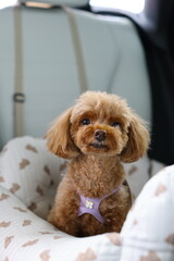 車の後部座席に座っているトイ・プードル