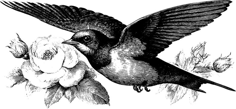 Swallow in flight with rose flowers engraving art for vintage design