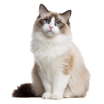 A beautiful Ragdoll cat with striking blue eyes sits against a transparent background. background removed