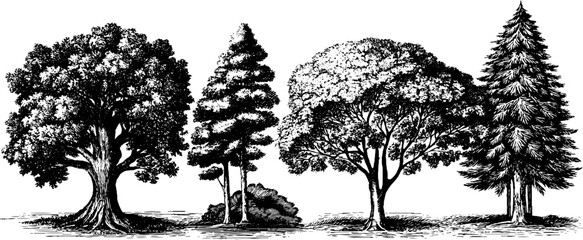 Fototapeta premium Hand drawn illustration set of oak, pine, and birch trees for nature-inspired design