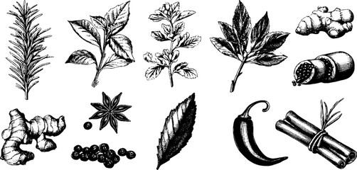 Fototapeta premium Herb and spice sketch set featuring rosemary, thyme, basil, mint, and ginger for culinary design