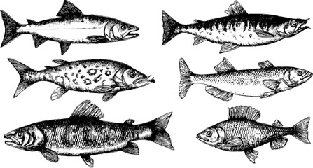 Vintage fish collection featuring salmon, sturgeon, roach, and bream for retro design