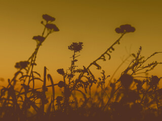Silhouette of wildflowers against a golden sunset sky. The image captures the silhouettes of wildflowers and grasses, set against a warm, golden-hued sunset sky, creating a serene and natural scene.