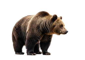 Fototapeta premium A profile view of a large brown bear, presented against a stark black backdrop, highlighting its rich fur and powerful stance.