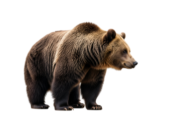 A profile view of a large brown bear, presented against a stark black backdrop, highlighting its rich fur and powerful stance.