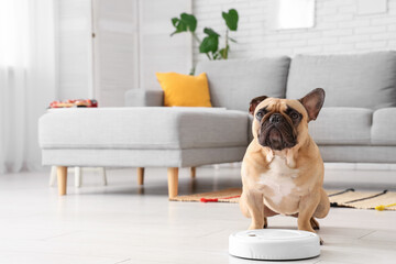 Cute french bulldog near robot vacuum cleaner at home