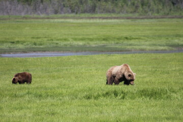 Fototapeta premium Bears