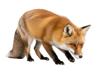 A detailed close-up view of a reddish-brown fox, showcasing its attentive posture and intricate fur patterns against a stark black background.