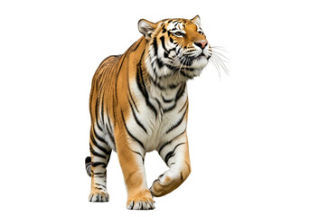 Obraz premium A majestic tiger strides confidently against a stark black background.