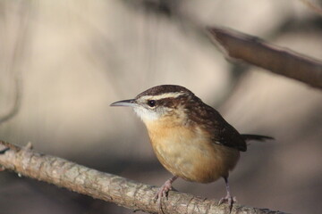 Wren