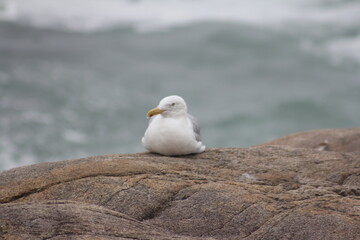 Seagull