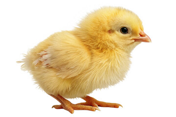 Obraz premium A close up view of a fluffy yellow chick standing against a black background in a studio setting created with generated ai