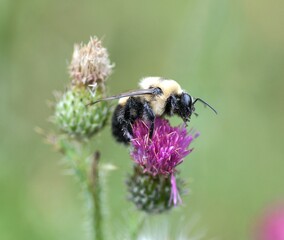 bee on a flower