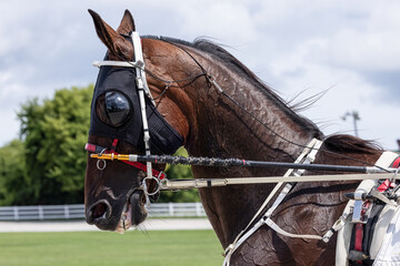 Harness Racing Horse with Black Hood and White Tack on Track