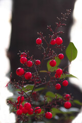 赤いナンテンの実