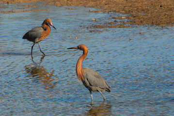BIRDS- Florida- Close Up of Two Wild Reddish Egrets Feeding in a Lake