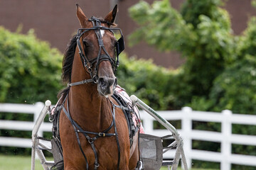 Brown Harness Racing Horse with Bridle and Sulky on Track