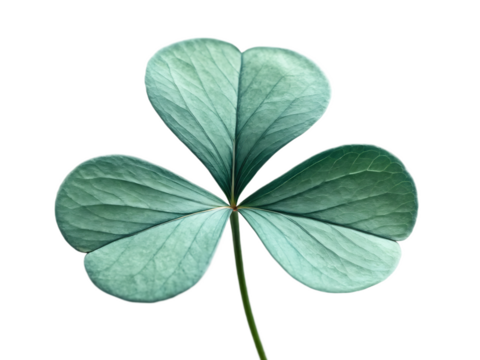 A single three leaf clover with a stem isolated against a black background in a close up shot
