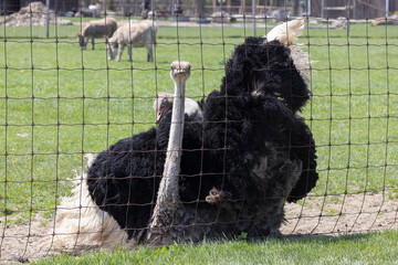 Ostrich Behind Fence (Struthio camelus) in Captivity