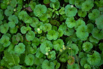 green leaves background