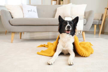 Cute Border Collie dog with plaid lying on floor at home