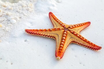 starfish on the beach