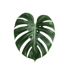 Monstera deliciosa isolated png, tropical monstera plant png, monstera leaf closeup png, green monstera leaves png, tropical house plant png, monstera indoor plant png, exotic monstera leaf png