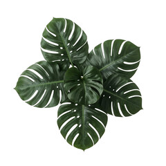 Monstera deliciosa isolated png, tropical monstera plant png, monstera leaf closeup png, green monstera leaves png, tropical house plant png, monstera indoor plant png, exotic monstera leaf png