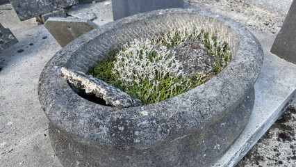 A broken and weathered stone planter on an old grave, where a resilient plant continues to grow