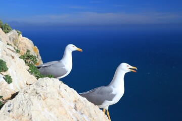 Seagulls on the cliffs, during breeding season, in Alicante, Spain.