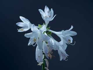  Host flower in a studio setting.
