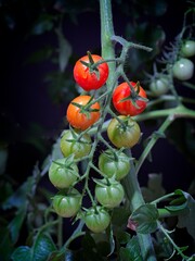  Cherry tomatoes on a vine.