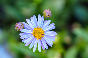 Violet Aster Bloom (Aster scaber)