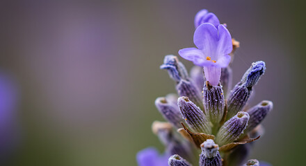 Naklejka premium Close-up of Delicate Lavender Flower Blooming with Soft Purple Background