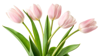 Obraz premium A close up of a bouquet of light pink tulips with green leaves on a transparent background isolated
