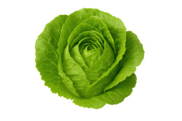 Obraz premium Fresh green romaine lettuce head, healthy vegetable food ingredient forming salad, transparent background