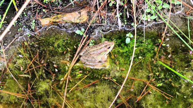 A frog is resting peacefully on the edge of a serene, mosscovered pond that is surrounded by lush greenery