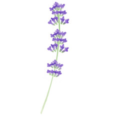 Naklejka premium Watercolor lavender illustration