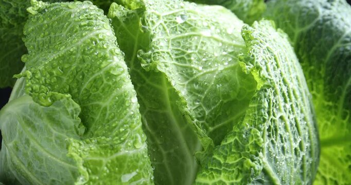 Spraying water onto fresh Savoy cabbage, closeup