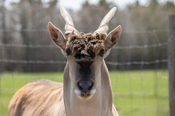 Common Eland Taurotragus oryx