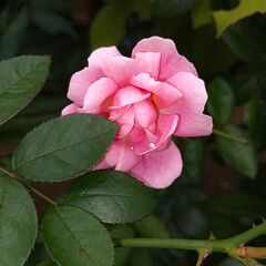 Beautiful pink rose flower 