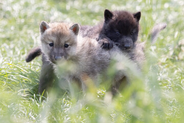 Gray Wolf Pups Canis lupus in Grass