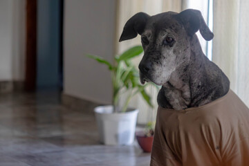Older Great Dane dog with clothes