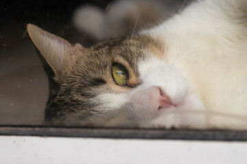 Close up portrait of a cat