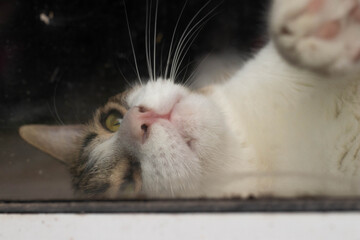 Cat lying and stretched out behind the window © Ivan