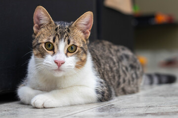 Retrato de un adorable gato acostado en el suelo sobre sus cuatro patas mirando fijo a la cámara