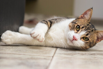 Portrait of an adorable cat lying on the floor stretching while looking at the camera